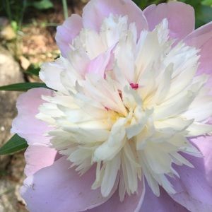 Meet your Posher, Pat